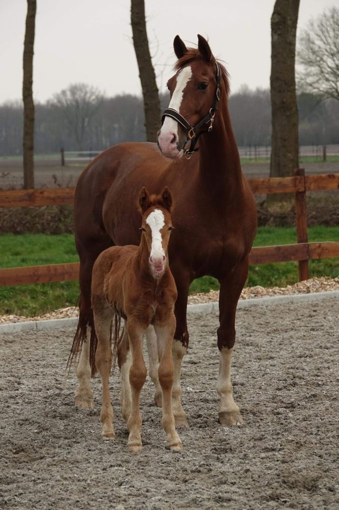 Hengstveulen Atze uit Zeronica (Talos x Harald x Heineken) met chique hoofdje