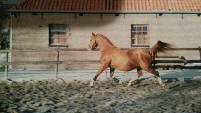 Linda - Gondelier x Uron - keurmerrie - 25 jaar - hoogdrachtig in volledig zweefmoment - De grootmoeder van Atze's vader Astor