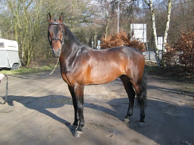 S.Domburg vader Astor en daarmee gr. vader Atze