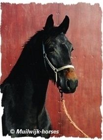 Javilina, moeder Beauvilina en daarmee gr. moeder Atze