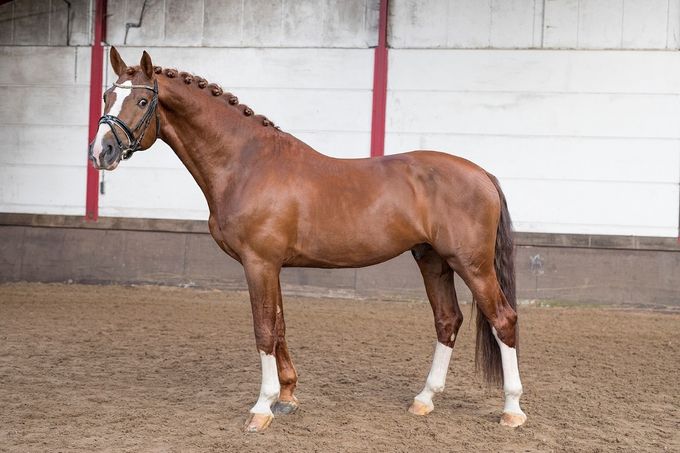 Atze (alias Fuerst Augustinus) mrt 2018 (Foto : Chantal Oosterga)