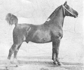 Rigismund  (Sultan II x Faribo)
Sultan II (V. Sigismund)
Faribo ( V. Sigismund)