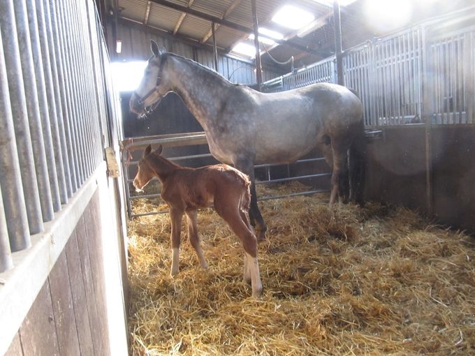 merrieveuen Atze uit Hinketernel (Sirius x Vitens x Troubadour x Vindicator)