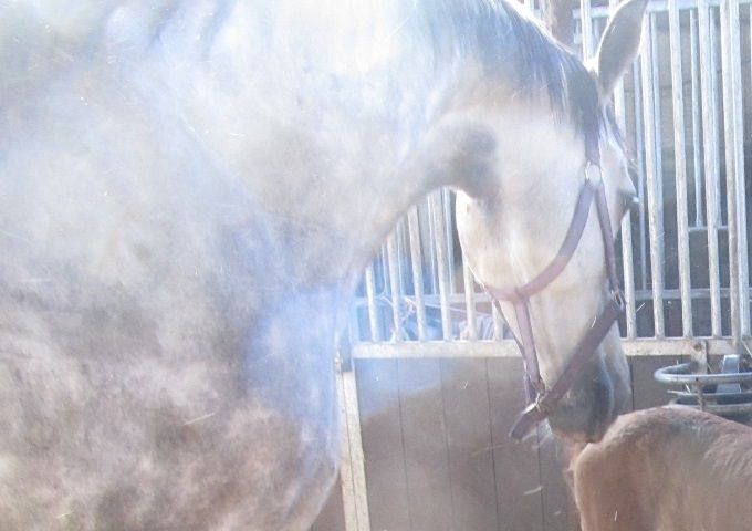 merrieveuen Atze uit Hinketernel (Sirius x Vitens x Troubadour x Vindicator)