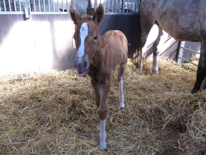 merrieveuen Atze uit Hinketernel (Sirius x Vitens x Troubadour x Vindicator)
