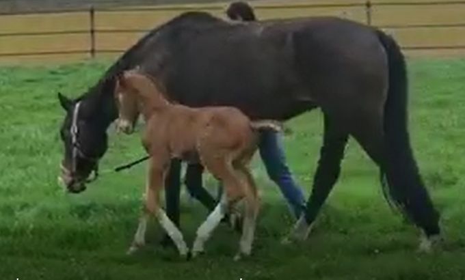 Hengstveulen Atze met pleegmoeder, gefokt uit Duchesss (Jazz x Future x Krack C)