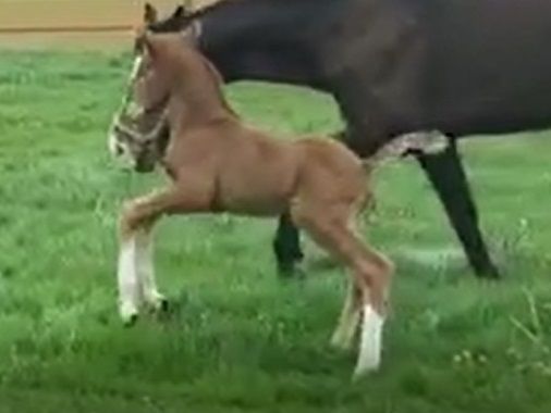 Hengstveulen Atze met pleegmoeder, gefokt uit Duchesss (Jazz x Future x Krack C)