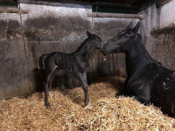 Merrieveulen Atze, Odyssia Gemma Texel 
Moeder Cimigemma Texel ( Vaandrager x Nando)
