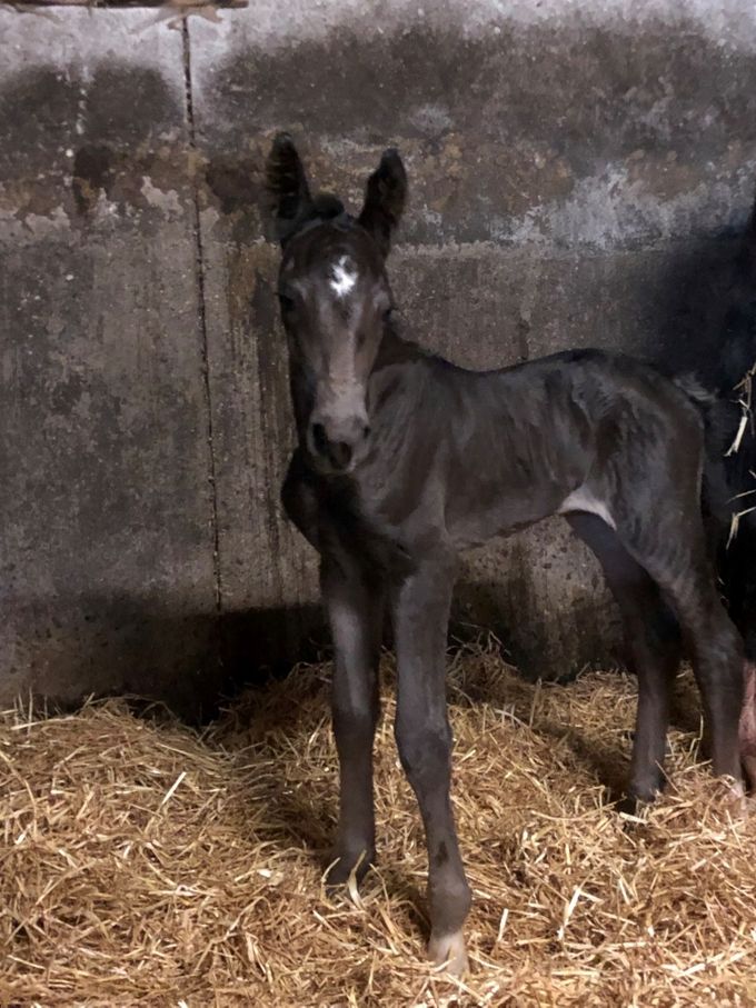 Merrieveulen Atze, Odyssia Gemma Texel 
Moeder Cimigemma Texel ( Vaandrager x Nando)