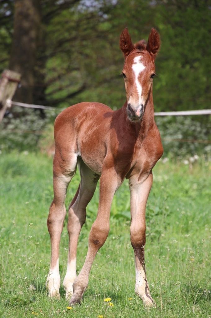 Hengstveulen Atze, Moeder Giuliana (Tango x Koss x Unitas)