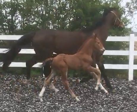 Recentere foto's Hengstveulen Atze met pleegmoeder, gefokt uit Duchesss (Jazz x Future x Krack C)