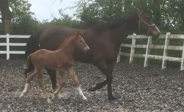 Recentere foto's Hengstveulen Atze met pleegmoeder, gefokt uit Duchesss (Jazz x Future x Krack C)
