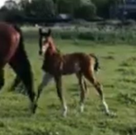 Hengstveulen Atze, Moeder Giuliana (Tango x Koss x Unitas) - 11 mei
