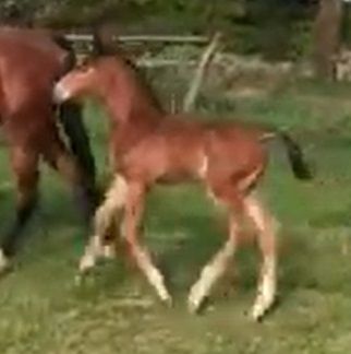 Hengstveulen Atze, Moeder Giuliana (Tango x Koss x Unitas) - 11 mei