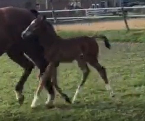 Hengstveulen Atze, Moeder Giuliana (Tango x Koss x Unitas) - 11 mei
