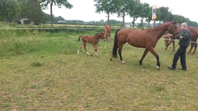 Hengstveulen Atze, Moeder Giuliana (Tango x Koss x Unitas) - eind mei
