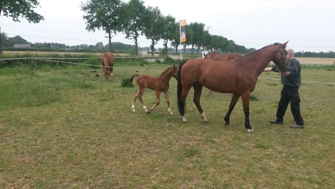 Hengstveulen Atze, Moeder Giuliana (Tango x Koss x Unitas) - eind mei