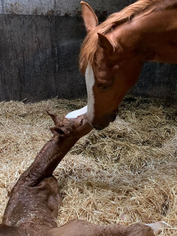 Merrieveulen Atze, Odyssia Gemma Texel 
Hengstveulen Atze,  One Million van de Martha Hoeve Texel, Moeder Gigigemma Texel ( Vaandrager x Nando)
