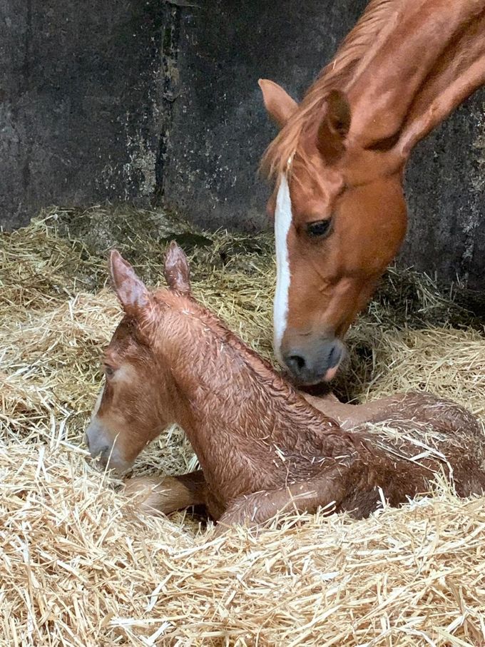 Hengstveulen Atze,  One Million van de Martha Hoeve Texel, Moeder Gigigemma Texel ( Vaandrager x Nando)