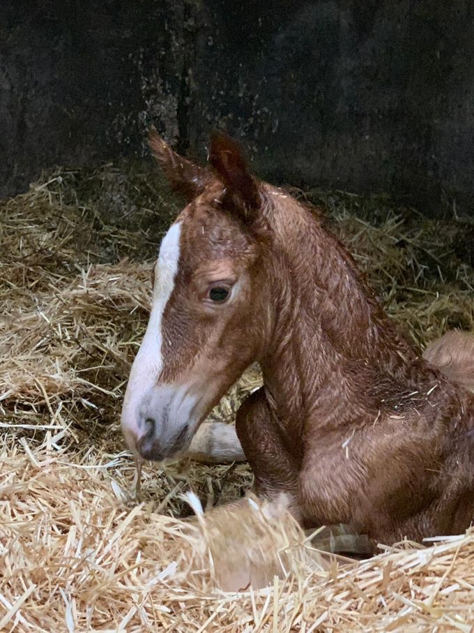 Hengstveulen Atze,  One Million van de Martha Hoeve Texel, Moeder Gigigemma Texel ( Vaandrager x Nando)