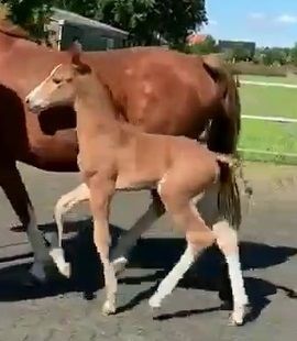 Hengstveulen Atze,  One Million van de Martha Hoeve Texel, Moeder Gigigemma Texel ( Vaandrager x Nando)