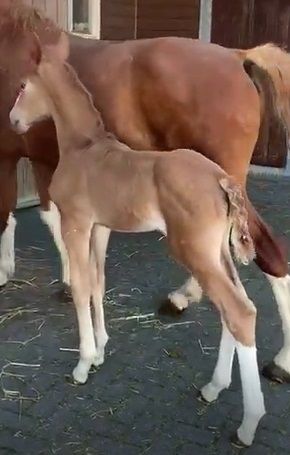 Hengstveulen Atze,  One Million van de Martha Hoeve Texel, Moeder Gigigemma Texel ( Vaandrager x Nando)