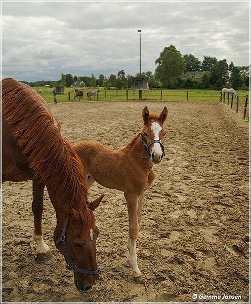 Ook Mooi LL - hengstveulen Atze x Jazz x Elegant