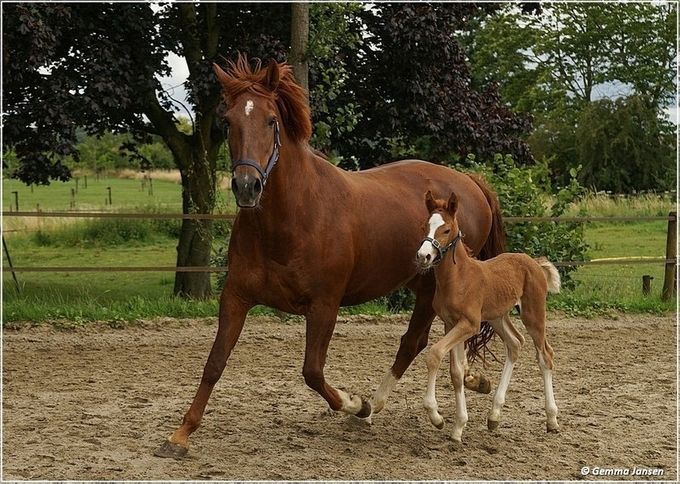 Ook Mooi LL - hengstveulen Atze x Jazz x Elegant