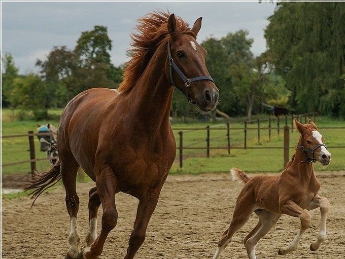Ook Mooi LL - hengstveulen Atze x Jazz x Elegant