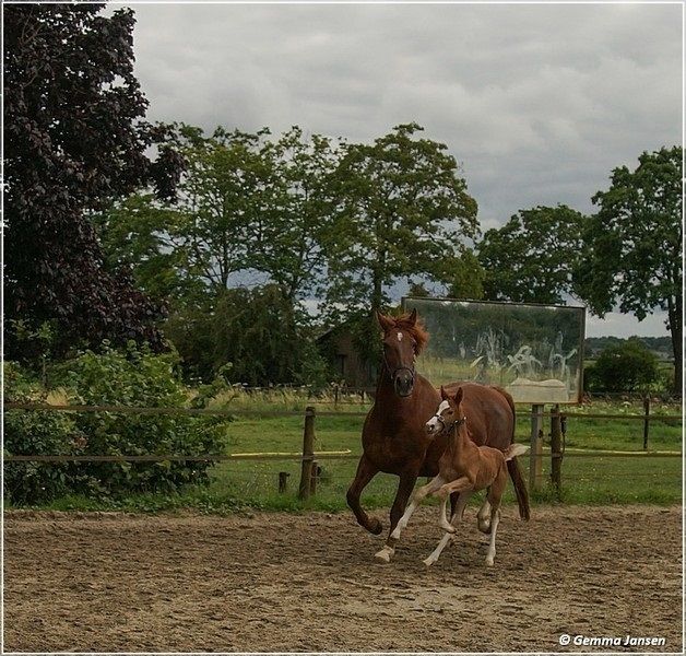 Ook Mooi LL - hengstveulen Atze x Jazz x Elegant