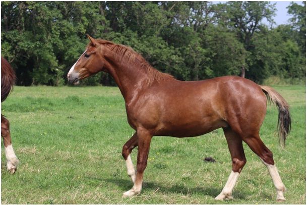 Atze x Jazz x Elegant '19 geboren