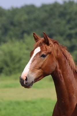 Atze x Jazz x Elegant '19 geboren